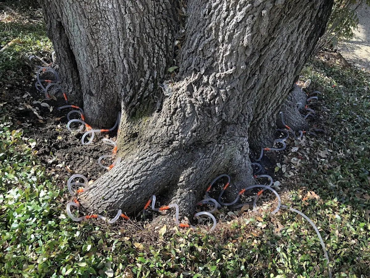 Detailed Tree Cabling and Bracing job site in Normalville
